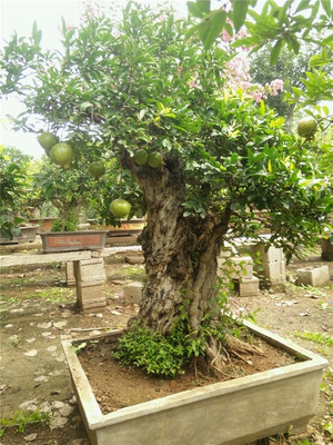 盆景藝術(shù) 從迎客盆景到工廠石榴盆景的多樣魅力