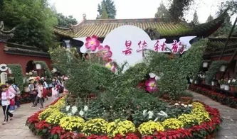 昆明中秋賞菊正當(dāng)時(shí)，曇華寺公園精品科普菊花展盛大開幕