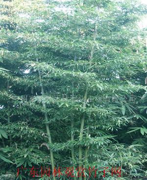 富韻竹等300種綠化觀賞竹種苗 園林綠化的詩意選擇